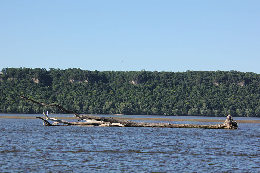 Lake Pepin Legacy Alliance Mississippi River Tour 2021 stuck tree